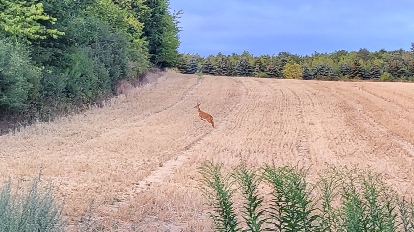 Rundweg_Mertesdorf_2